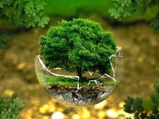 Le iniziative per la “Giornata Nazionale degli alberi e festa dell’albero”, in collaborazione con le scuole a Bastia Umbra