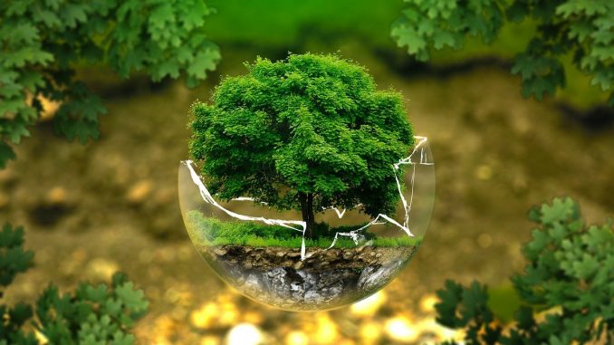 Le iniziative per la “Giornata Nazionale degli alberi e festa dell’albero”, in collaborazione con le scuole a Bastia Umbra