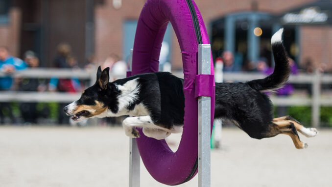 Sabato 14 e domenica 15 maggio gli istruttori FIDASC al Caccia Village per le dimostrazioni di Tiro con l’Arco e Agility Dog.