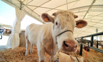 Agriumbria 2024, agricoltura, zootecnia e alimentazione in mostra