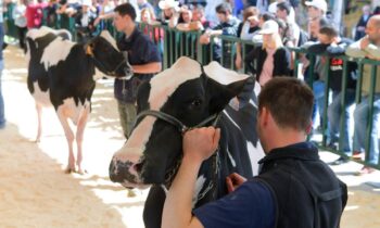 È il weekend di Agriumbria: attese decine di migliaia di visitatori 