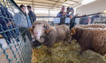 Agriumbria 2024: nuovi spazi e aumenta il numero delle aziende