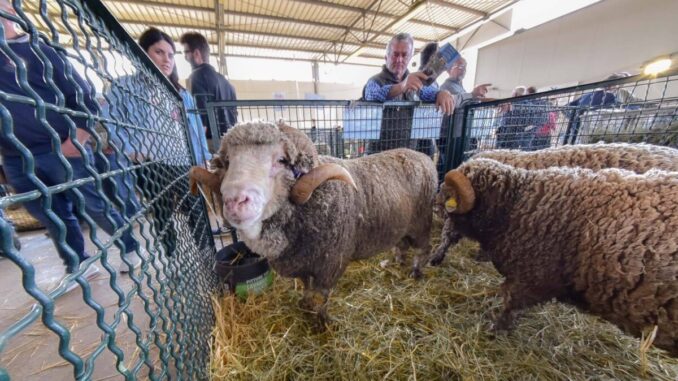 Agriumbria 2024: nuovi spazi e aumenta il numero delle aziende