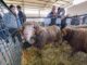 Agriumbria 2024: nuovi spazi e aumenta il numero delle aziende