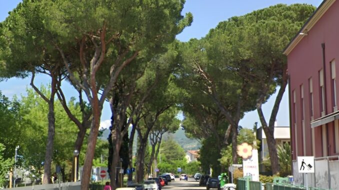 La storia dei pini a Bastia Umbra, interviene Forza Italia