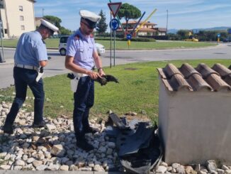 Distruggono due rotatorie, in un incidente stradale a Bastia Umbra, identificati e sanzionati gli autori