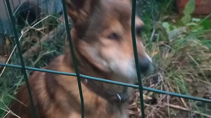 Piccolo e dolce cagnolino trovato, cerca la sua famiglia