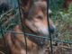 Piccolo e dolce cagnolino trovato, cerca la sua famiglia