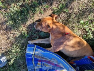 Pitbull, ferito gravemente, è stato trovato a Bastiola, portato in clinica universitaria