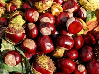 Torna la castagnata in piazza della Pro Loco di Bastia Umbria