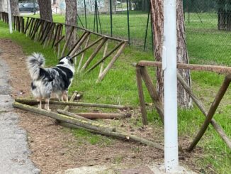 Bastia nel degrado più assoluto, pure i cani restano perplessi
