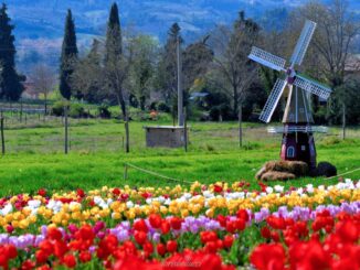 Tutto pronto per la terza edizione del Tulipark Spoleto