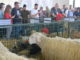 Agriumbria 2024, successo affari e festa popolare settore agricolo