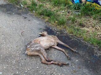 Cucciolo di capriolo investito da un’auto in strada Rivierasca Bastia