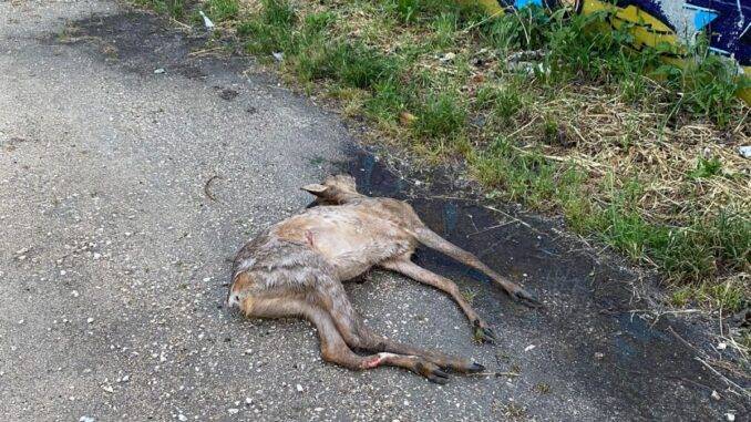 Cucciolo di capriolo investito da un’auto in strada Rivierasca Bastia