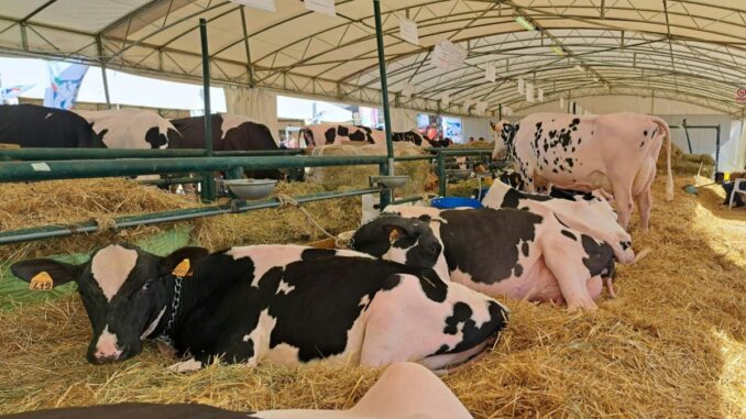 Gruppo Grifo Agroalimentare: Protagoniste di Agriumbria, le Frisone e il Futuro Sostenibile