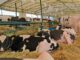 Gruppo Grifo Agroalimentare: Protagoniste di Agriumbria, le Frisone e il Futuro Sostenibile