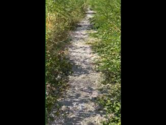 Stato di abbandono del percorso pedonale inaugurato da poco