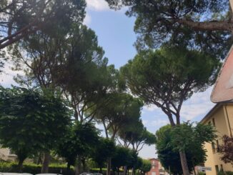 Conferenza stampa sull'abbattimento dei pini a Perugia