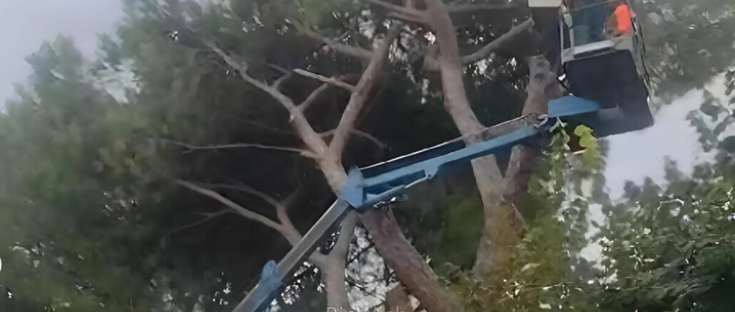 Assemblea pubblica questione pini e palestra scuole medie