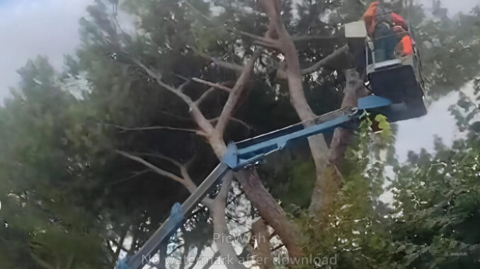 Assemblea pubblica questione pini e palestra scuole medie