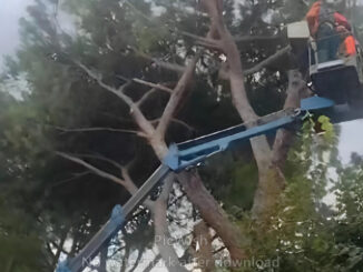 Iniziato l’abbattimento dei pini a Bastia Umbra tra polemiche politiche
