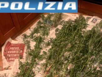 Uomo di 52 anni denunciato aveva piante di marijuana
