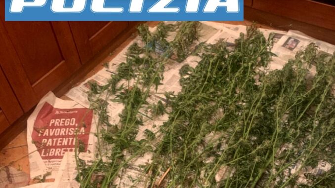 Uomo di 52 anni denunciato aveva piante di marijuana