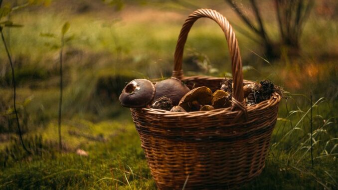 Raccolta di tartufi e funghi a pagamento, polemica in Umbria