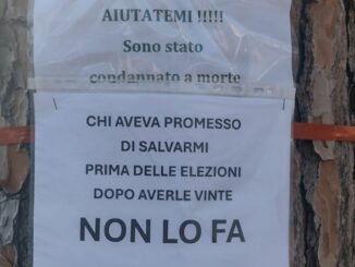 Interventi urgenti per proteggere i pini cittadini