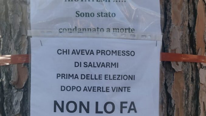 Interventi urgenti per proteggere i pini cittadini