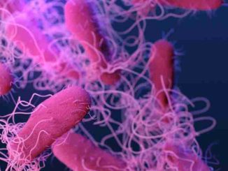 Casi di salmonella a Bastia misure di prevenzione e aggiornamenti