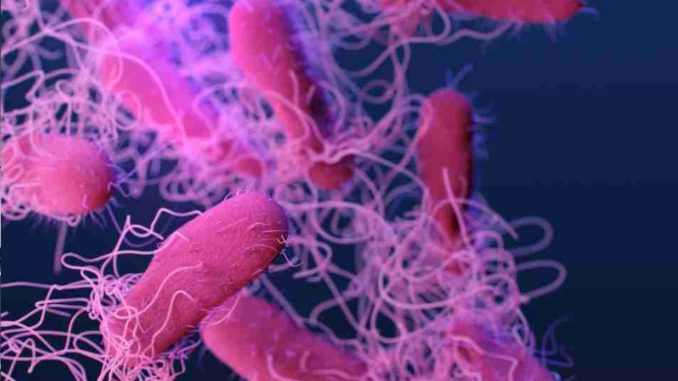 Casi di salmonella a Bastia misure di prevenzione e aggiornamenti