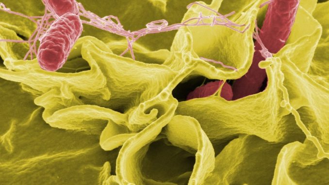 Salmonella a Bastia Umbra: sospese le mense scolastiche
