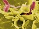 Salmonella a Bastia Umbra: sospese le mense scolastiche