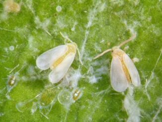 Incontro sulla gestione dell'Aleurodide spinoso degli agrumi