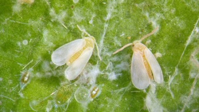 Incontro sulla gestione dell'Aleurodide spinoso degli agrumi