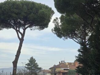 Abbattuti i pini… e la credibilità dell’assessore Ansideri
