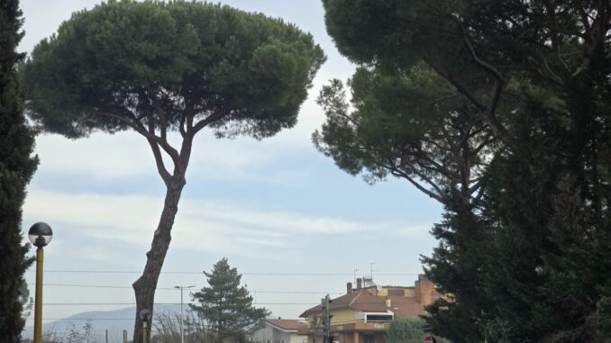 Abbattuti i pini… e la credibilità dell’assessore Ansideri