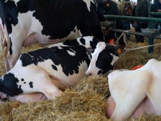 Grifo Agroalimentare: Qualità sfida i dazi