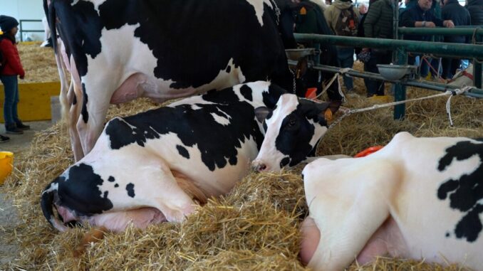 Grifo Agroalimentare: Qualità sfida i dazi