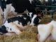 Grifo Agroalimentare: Qualità sfida i dazi