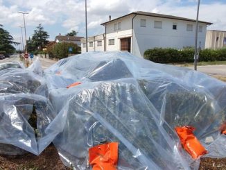 Emergenza Aleurocanthus: bonifica nella zona industriale