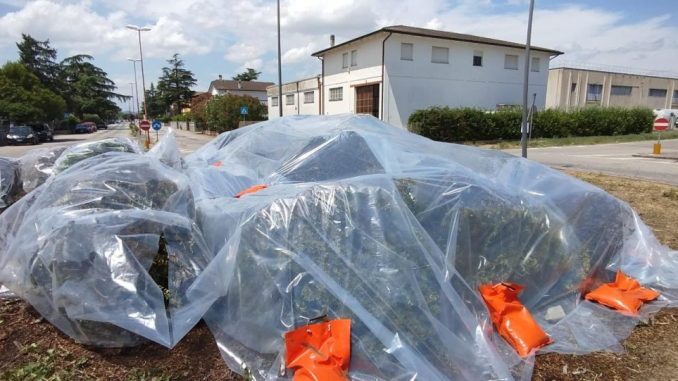 Emergenza Aleurocanthus: bonifica nella zona industriale