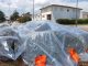 Emergenza Aleurocanthus: bonifica nella zona industriale