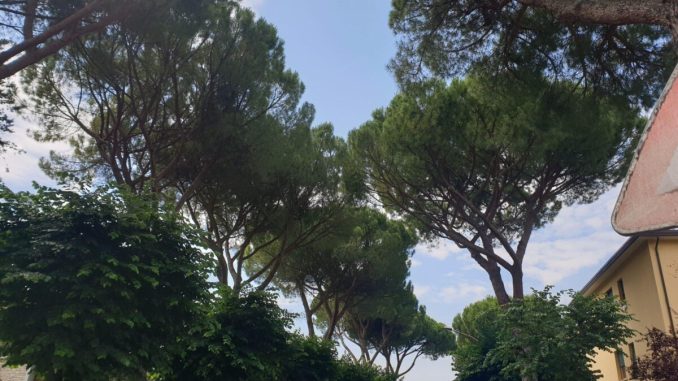 Stop agli abbattimenti, salvi 8 pini a Bastia Umbra
