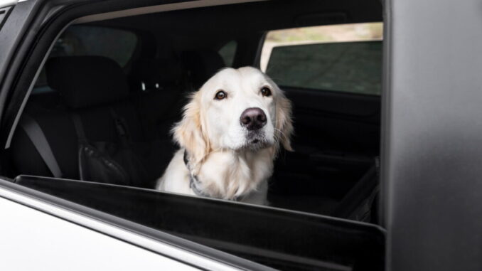 Regolamento animali: l’opposizione smonta ricostruzione maggioranza